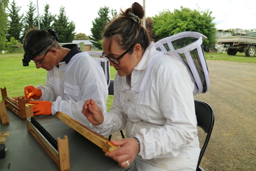 two people in beekeeping suits hold a special tool in one hand and a beehive frame in another