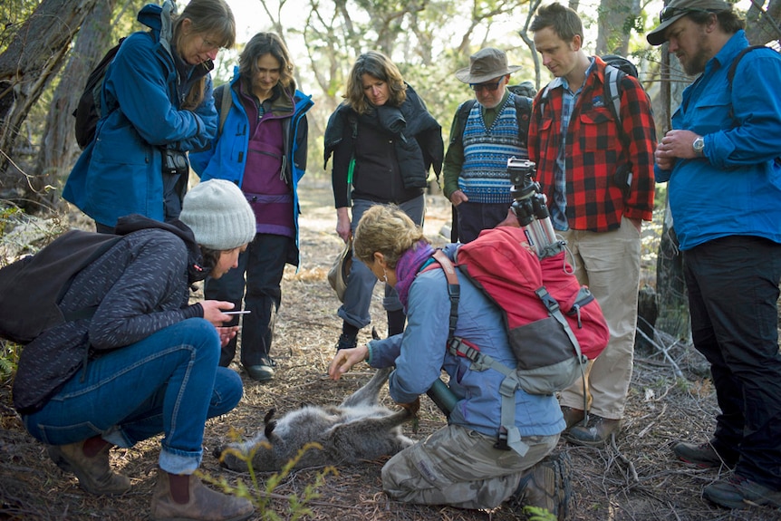 Wildlife expert Sally Bryant takes a joey from a dead wallaby