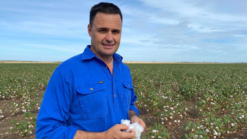 Man stands in cotton field holding crop