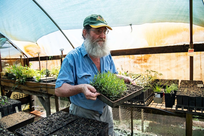 Don Firth carries a train of seedlings through his greenhouse among benches containing trays of other plants.