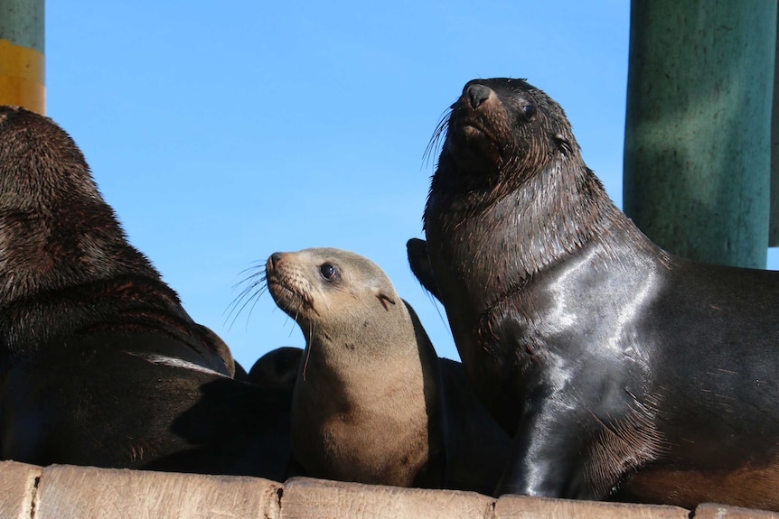 Three seals lying on wooden decking in the sunshine.