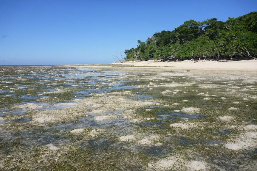 Shallow water covers seagrass meadows spread across a sandy sea floor very close to coast of a tropical island