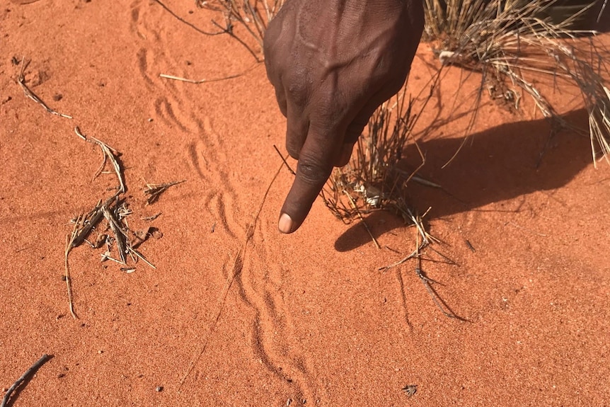 A finger pointing at tracks in the sand of a marsupial mole.