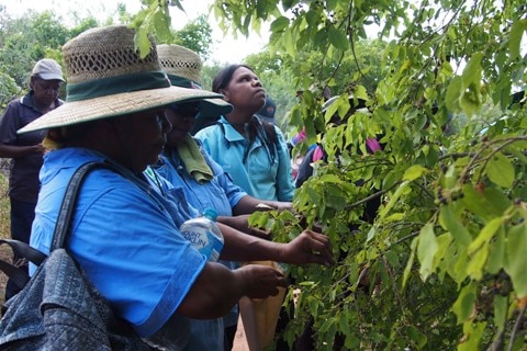 Aboriginal women rangers pick bush fruit seeds from a tree in the Western Australian Kimberley region.
