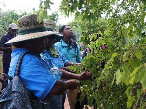 Aboriginal women rangers pick bush fruit seeds from a tree in the Western Australian Kimberley region.