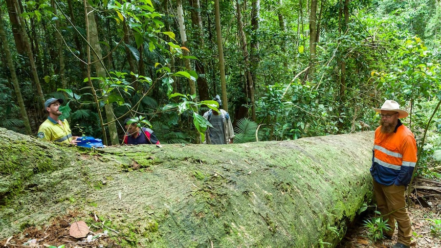 A photo of some people inspecting a fallen tree deep within a rainforest.