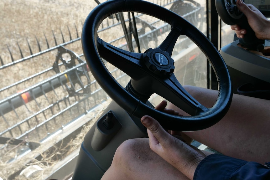 Picture of Jemma's hands on the steering wheel of a header which is harvesting lupins.