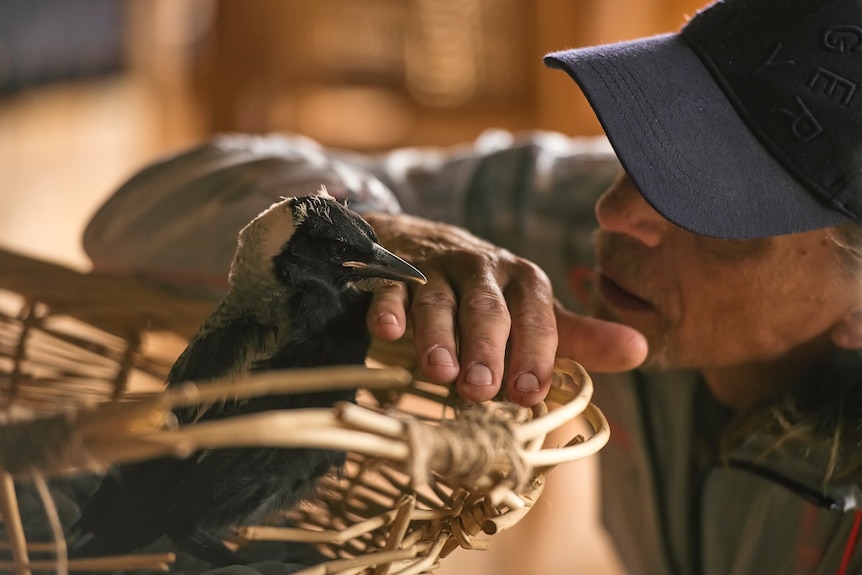 A man wearing a black cap holds his right hand over a woven basket containing a black and white magpie chick