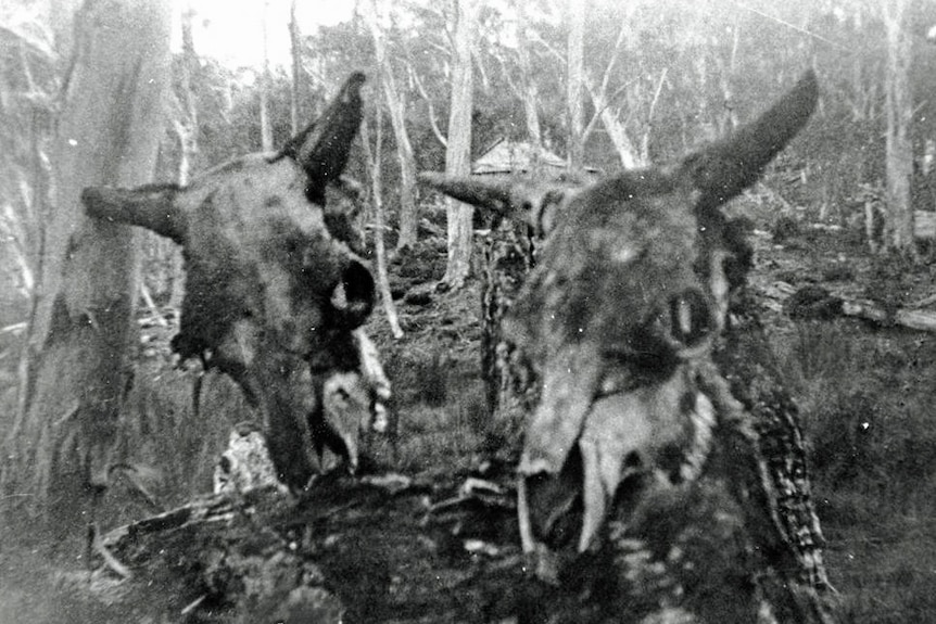 Skulls of two wild bulls, shot c. 1945