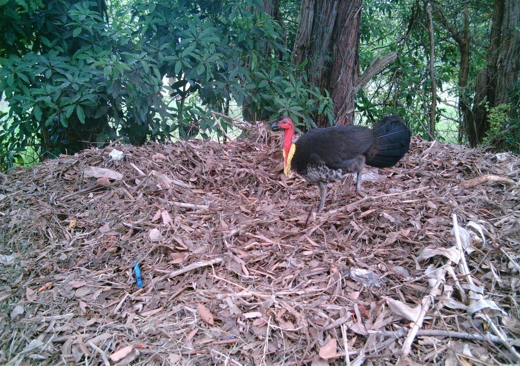 Five reasons to love brush turkeys ABC News