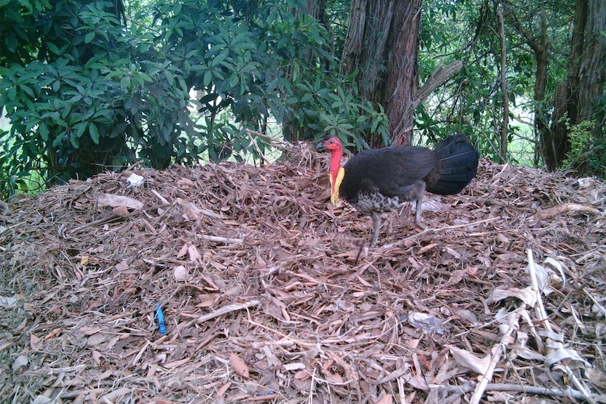 A brush turkey on top of its mound