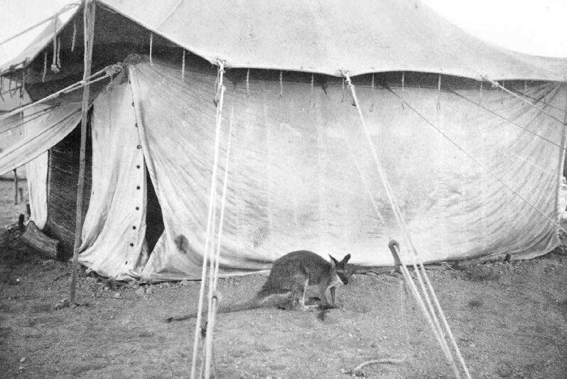 A kangaroo taken to Egypt as a regimental mascot for the Australian Light Horse, 1915