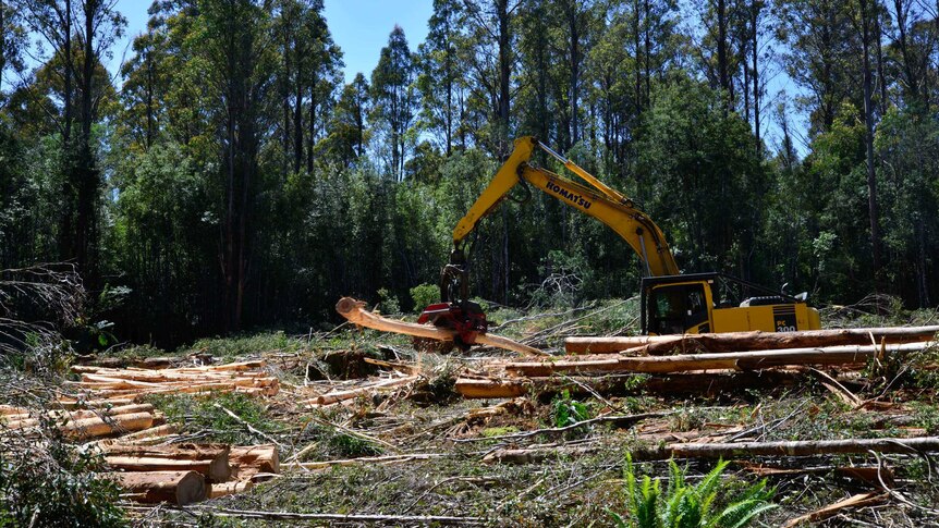 Regenerated native forest being prepared for harvest