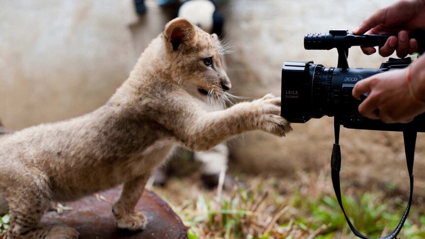 Lion cub plays with camera in Colombia zoo