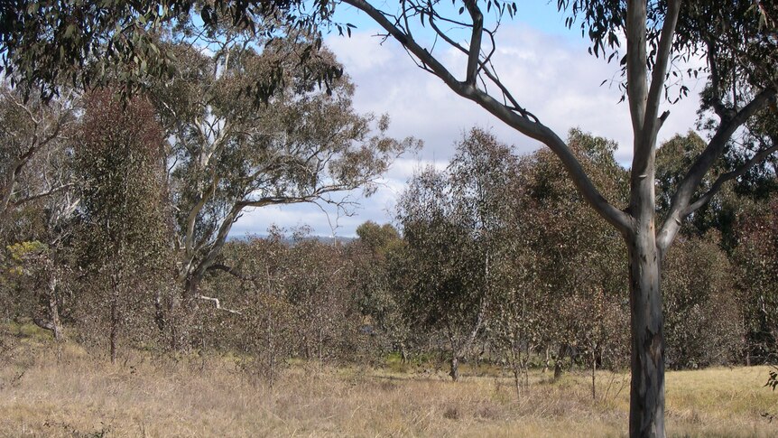 Stirling Park is a popular stretch of bushland on Lake Burley Griffin's southern foreshore in Canberra.