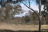 Stirling Park is a popular stretch of bushland on Lake Burley Griffin's southern foreshore in Canberra.