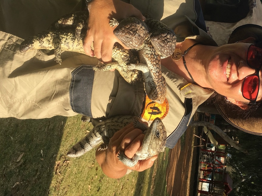 A photo of wildlife carer Michelle Jones holding five bobtail skinks that are recovering from the flu.