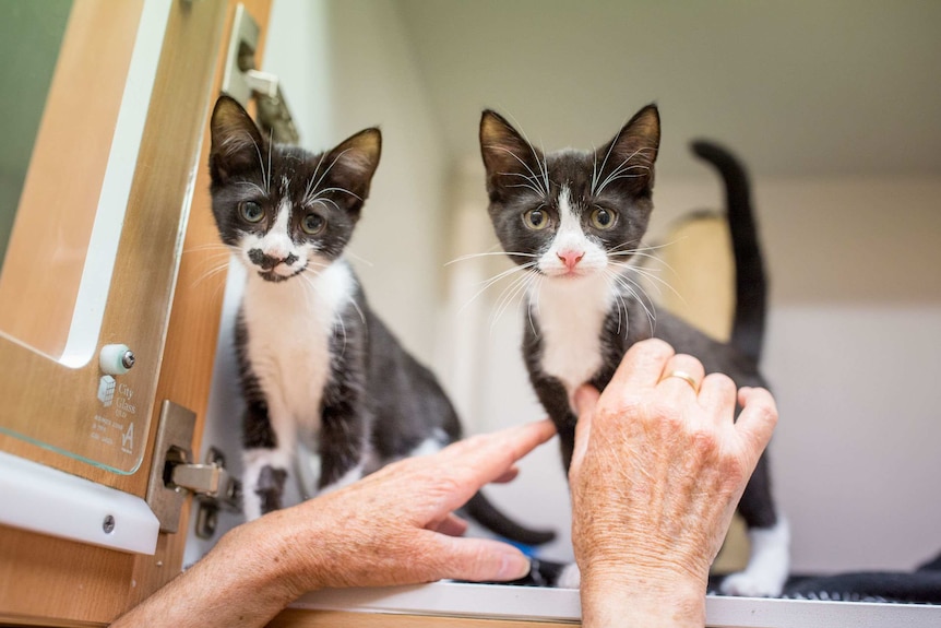 Two black and white kittens looking straight ahead with human hands reaching up to touch them