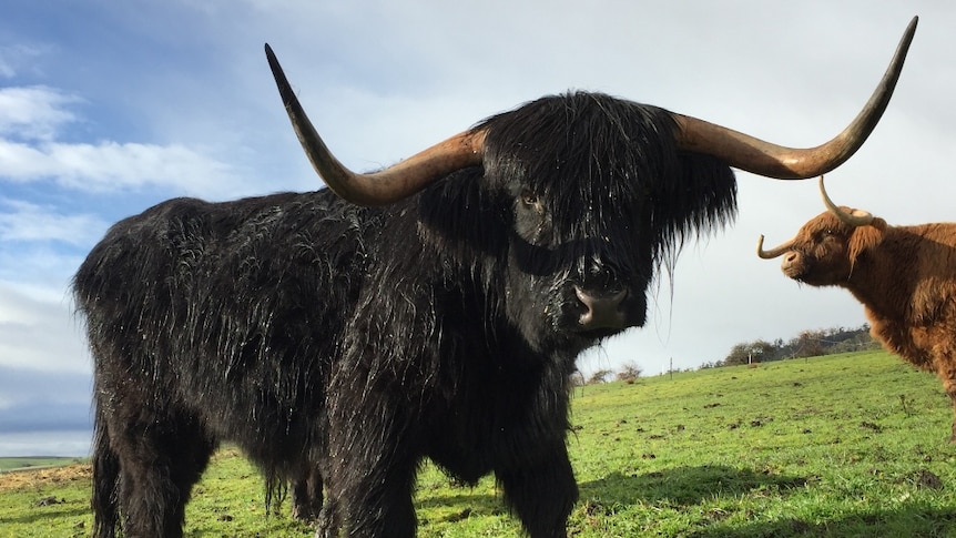 Tasmanian Scottish Highland cattle