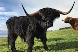 Tasmanian Scottish Highland cattle
