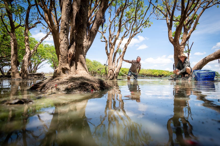 Two men stand in a river, between mangroves, on a sunny day.