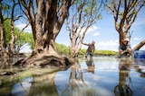Two men stand in a river, between mangroves, on a sunny day.