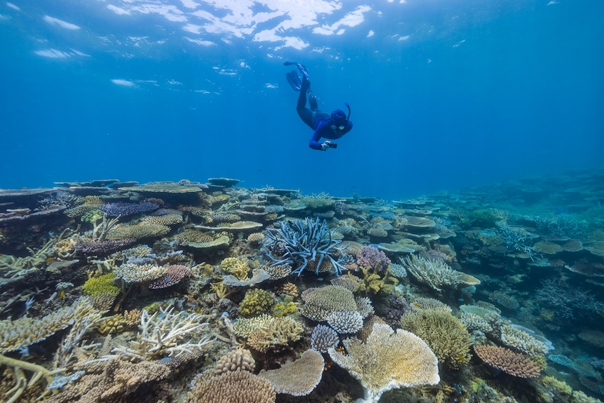 A woman snorkeling while taking photographs of the reef