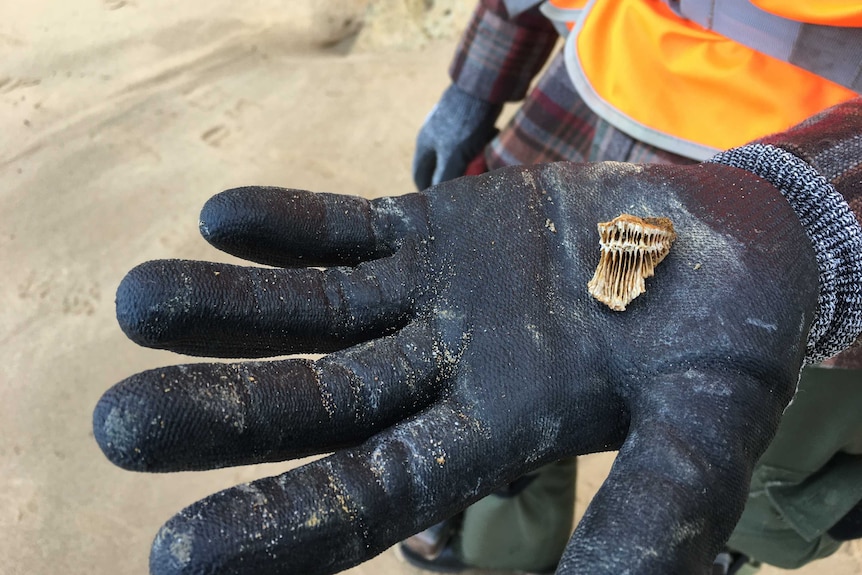 Hand holding a brachiopod shell