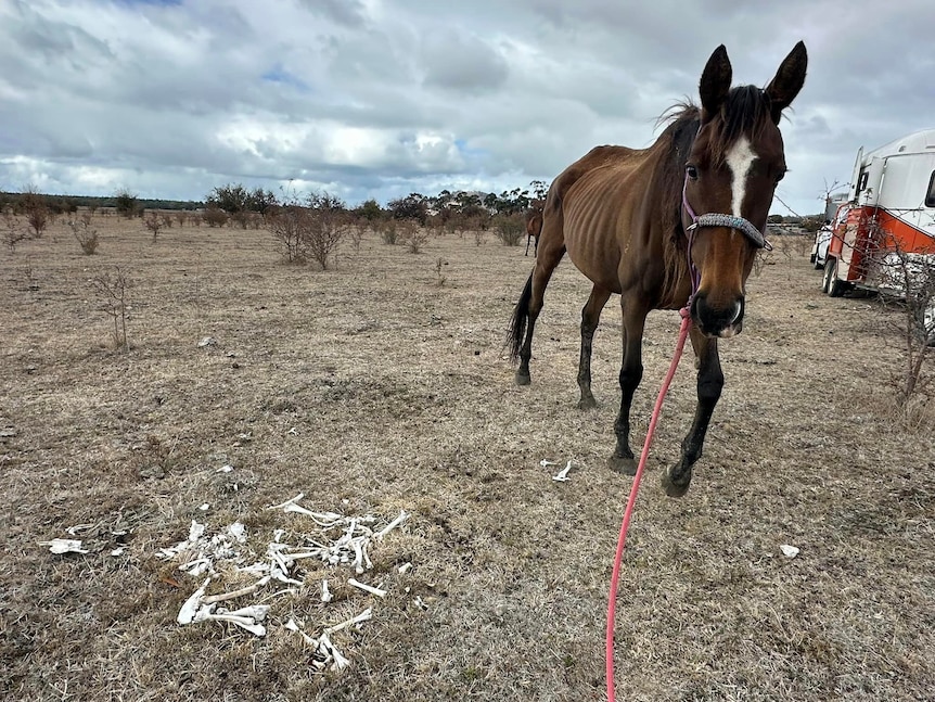 Underfed horse walks past pile of animal bones on dry property.