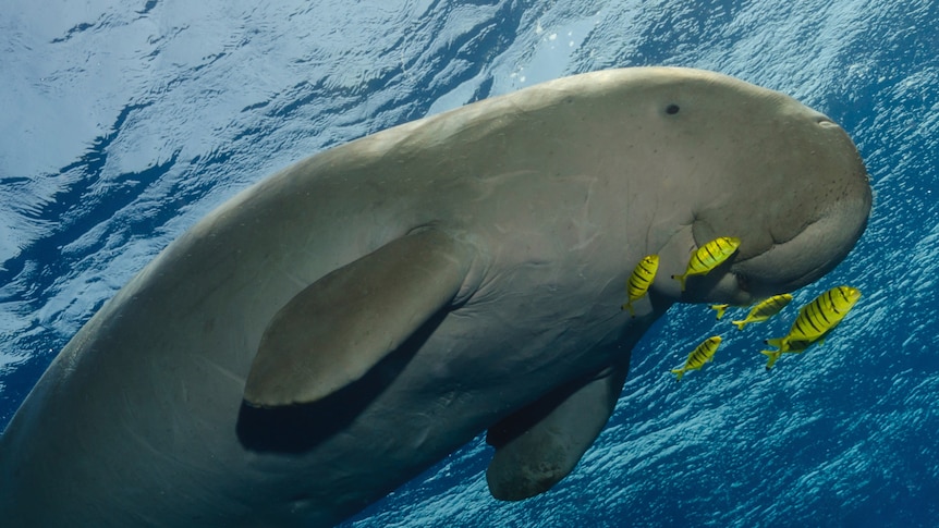 A dugong in the Great Barrier Reef