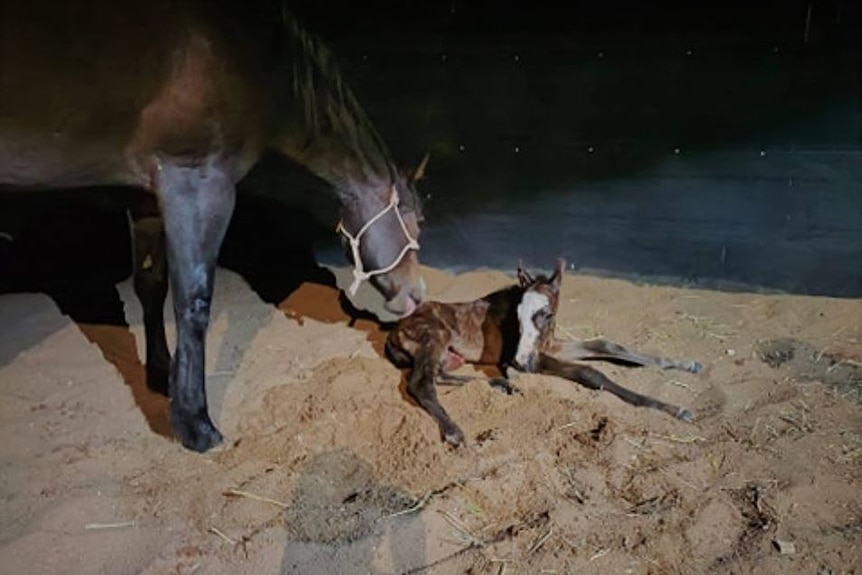 A foal born overnight as a storm hit the town of Longreach, August 7, 2020