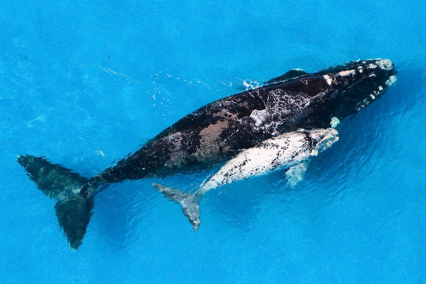 An aerial photo of a whale and its white calf.