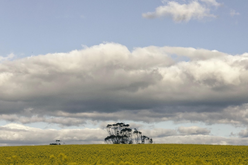 A photo of a golden field of canola with a tree growing in the distance against a partly cloudy sky