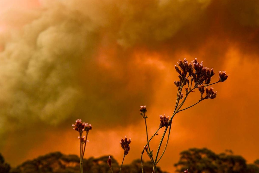 Flower with massive fire plume behind