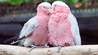 Two galahs (Flickr: flickr.com/photos/pokerbrit)