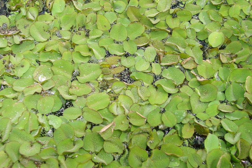 Close up of salvinia weed