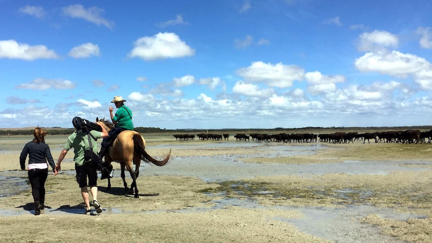 Woman and man with camera walk alongside man on horse with cows in distance