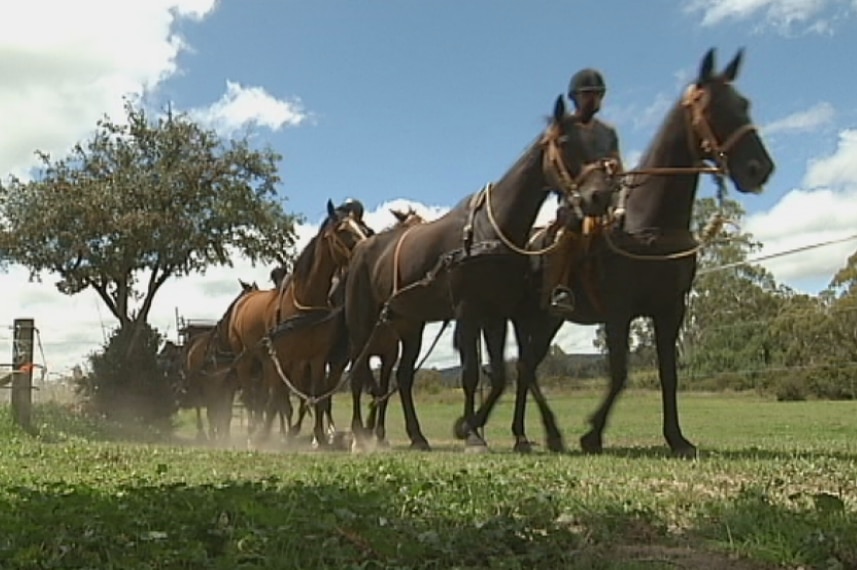 Horses train to pull 18-pounder gun