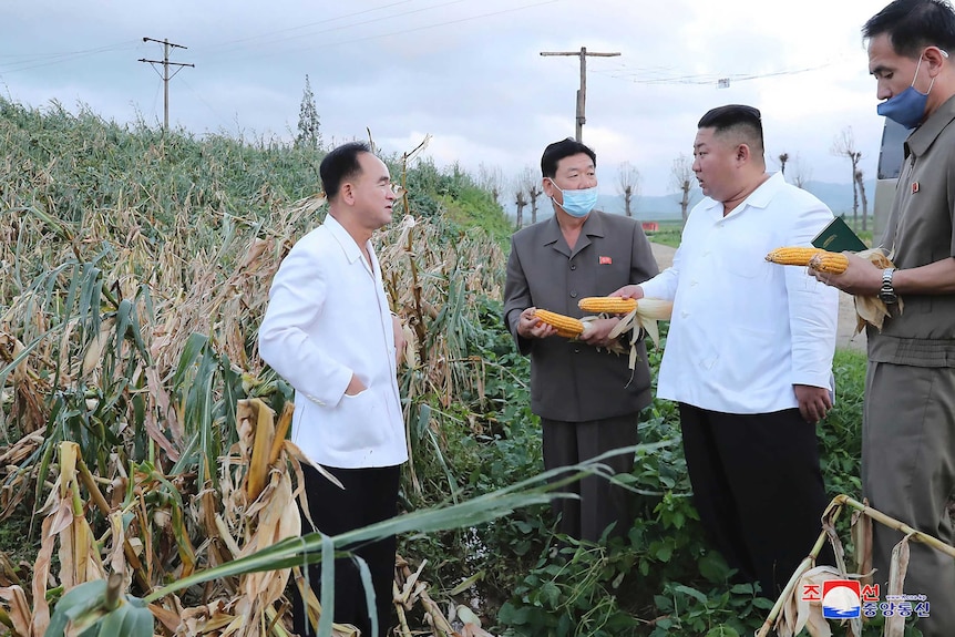 Kim Jong Un holds a corn cob while standing by a field of corn with officials.
