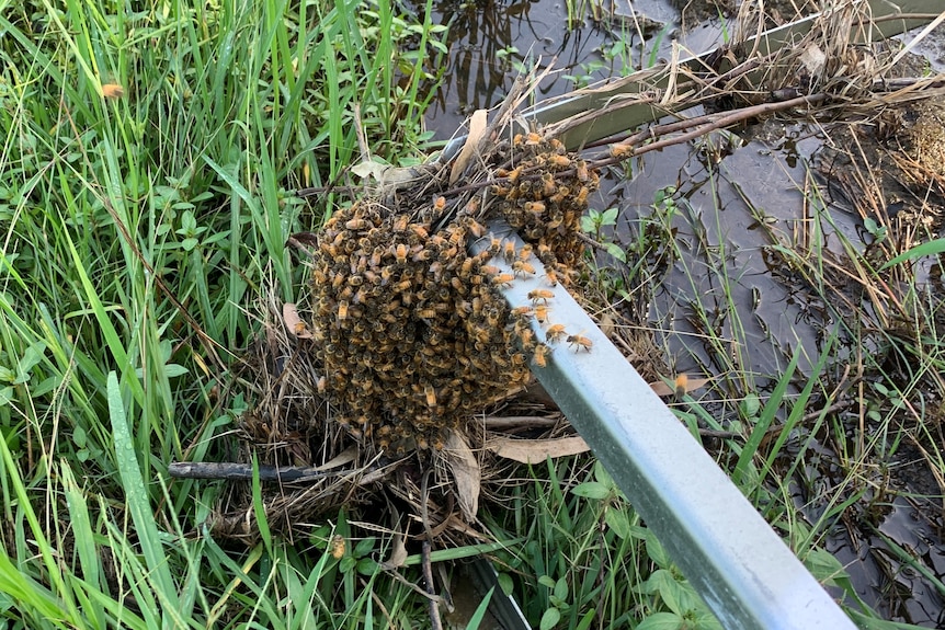 Flood bees