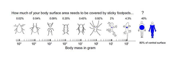 Percentage of animal's body surface covered by adhesive pads