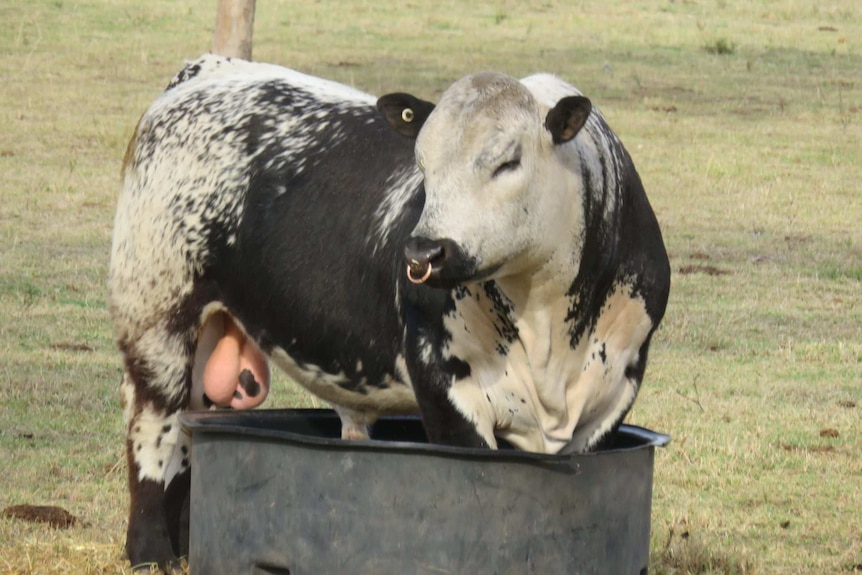 A black and white speckled pull stands with its front legs in a water tank.
