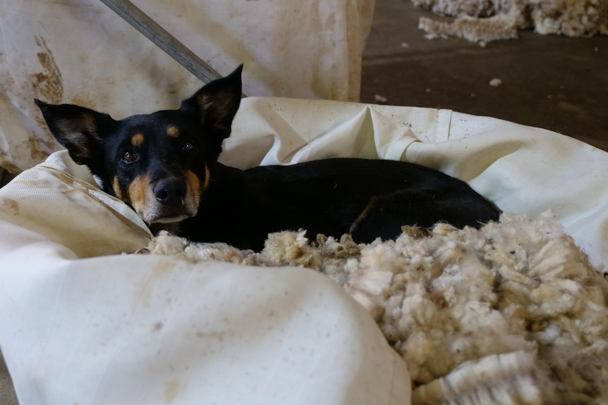 A black and tan kelpie dog sitting in a wool bale. 