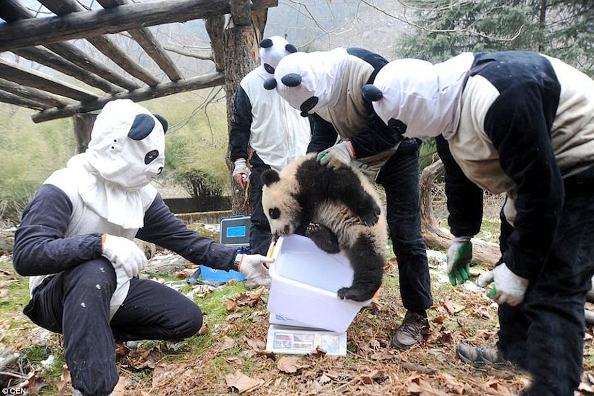 Panda caretakers in fancy dress during wild training at China's Wolong Giant Panda Protection and Research Centre.