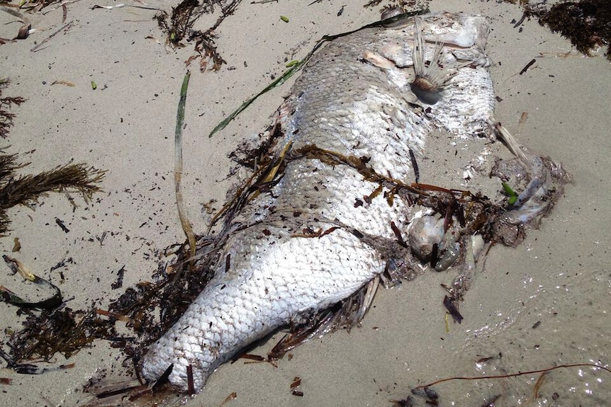 A dead snapper in the sand at Cockburn Sound.