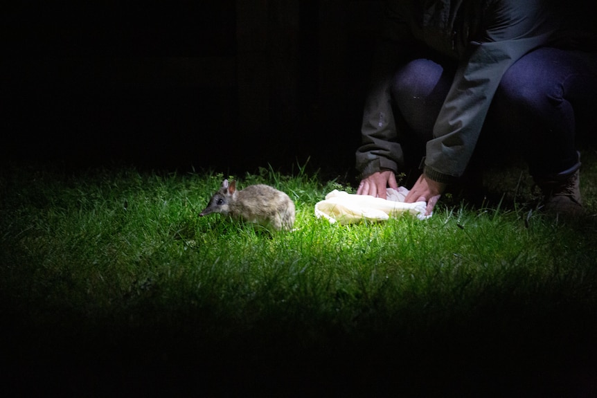 A bandicoot at night hops away from a person with a white cloth bag.