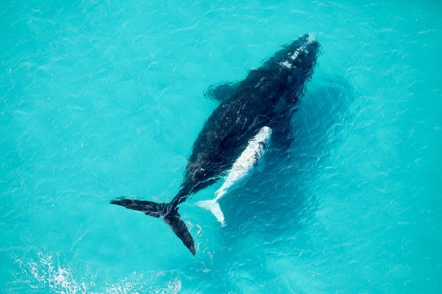 A black whale with a calf nearby in water.