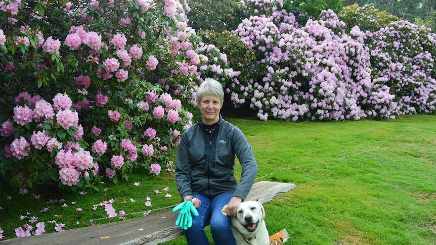 a woman sits on a bench next to a dog in front of towering bushes of pink flowers