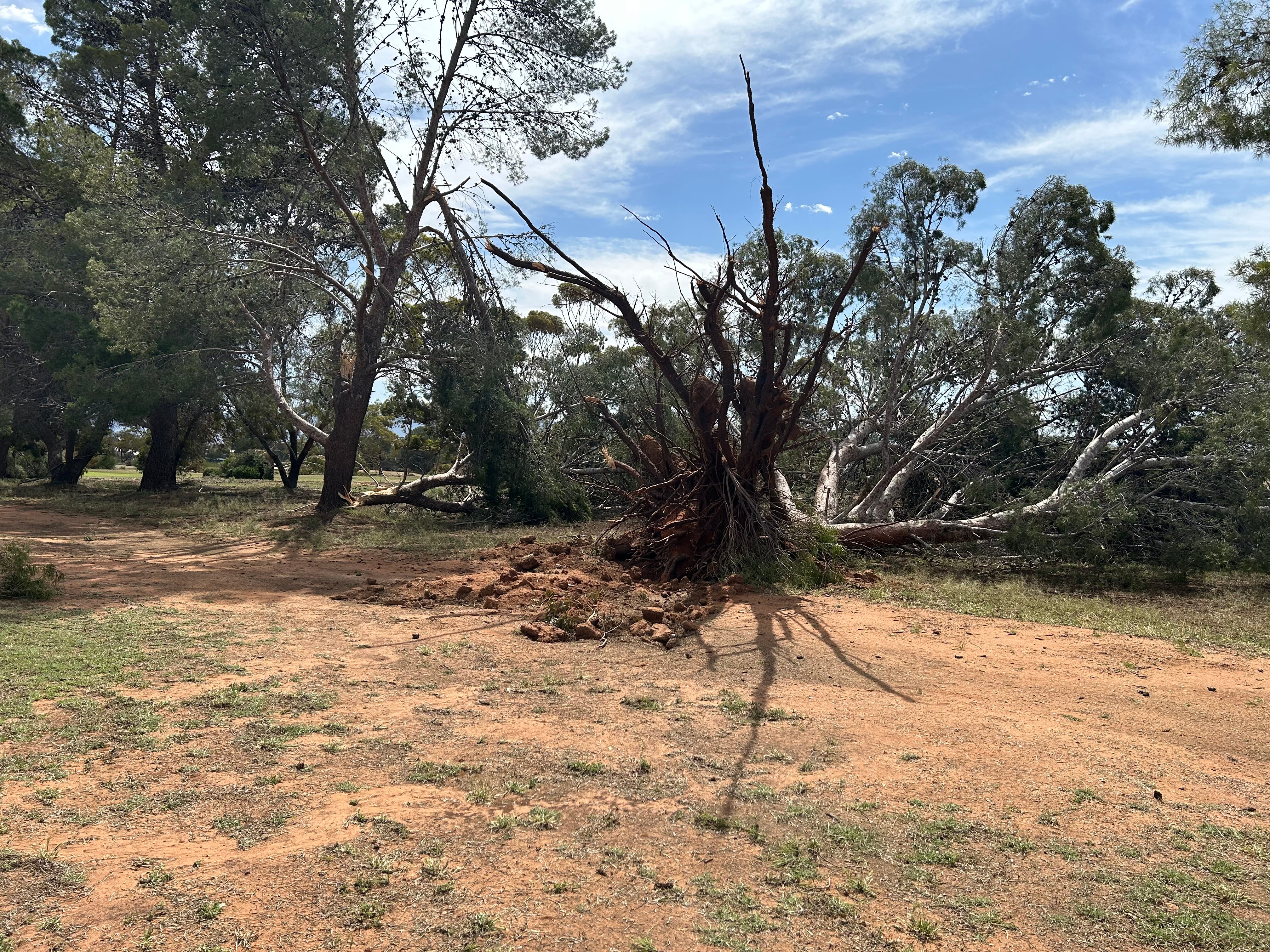 Uma árvore arrancada em terreno aberto. Outras árvores próximas, céu azul, com nuvens.