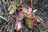 A close up photo of a colourful Albany Pitcher Plant
